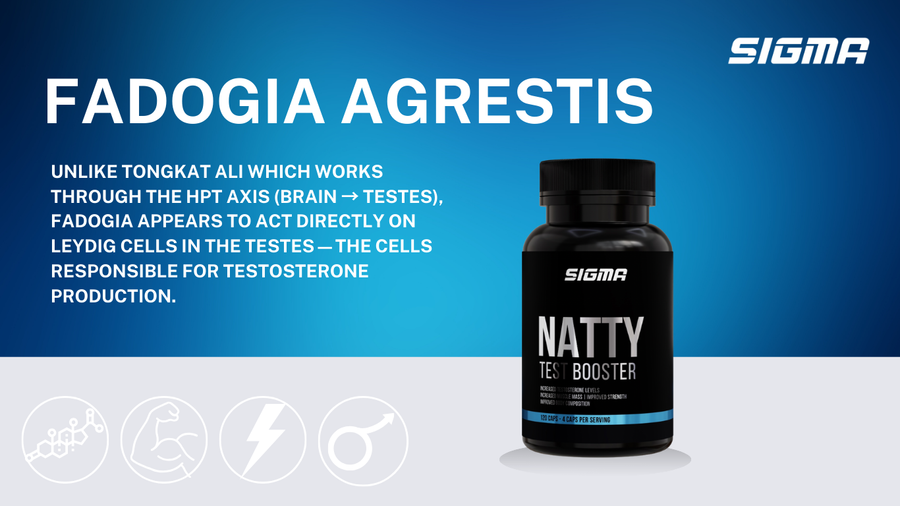 How Does Fadogia Work?